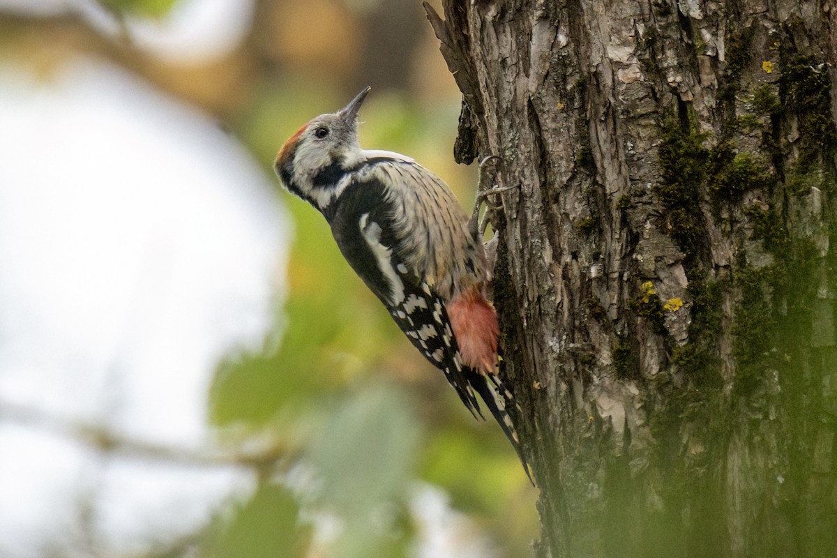 Middle Spotted Woodpecker - Valery Treitsiak