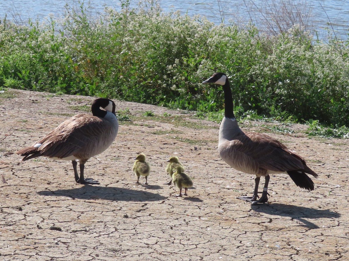 Canada Goose - Karen Richardson