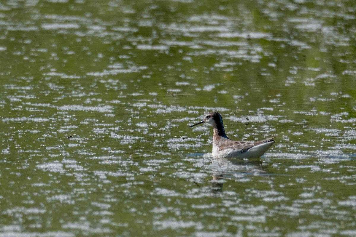 Wilson's Phalarope - Greg Shott