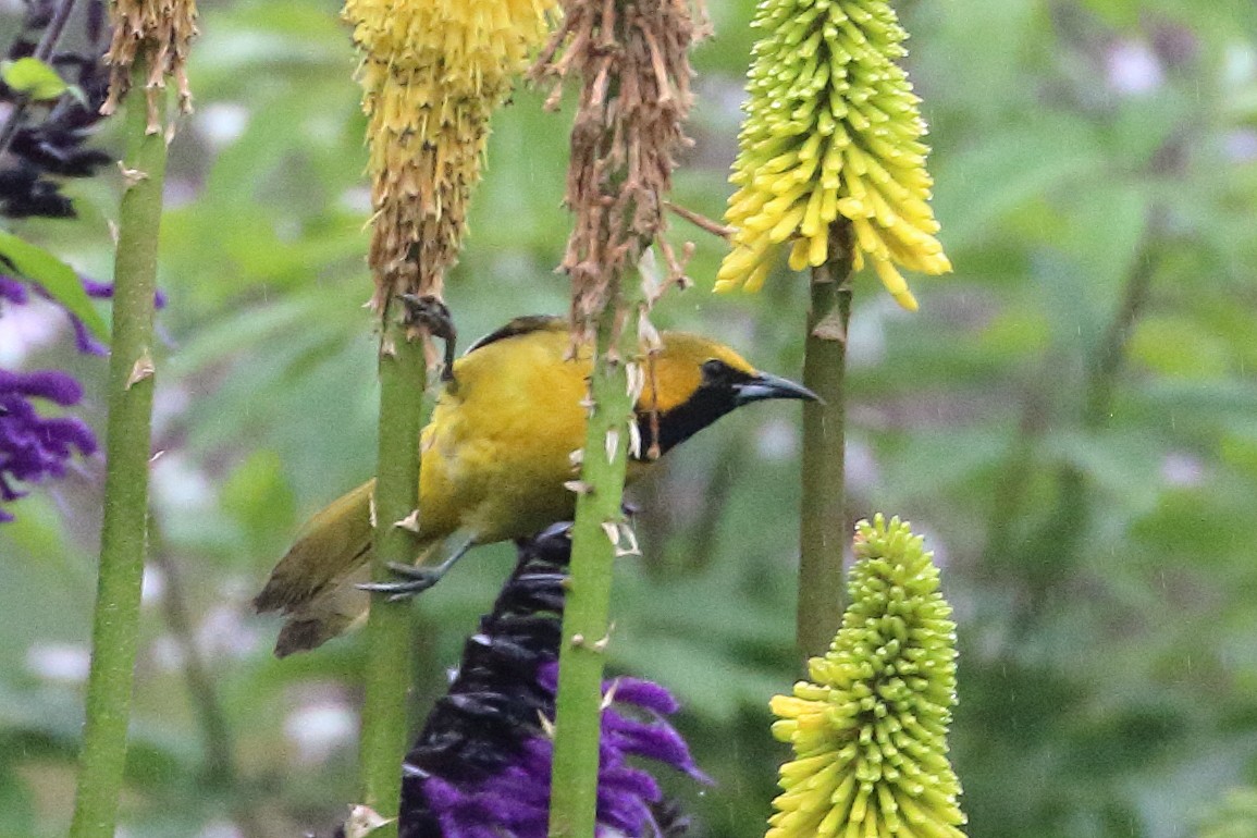 Hooded Oriole - Jeffrey Fenwick