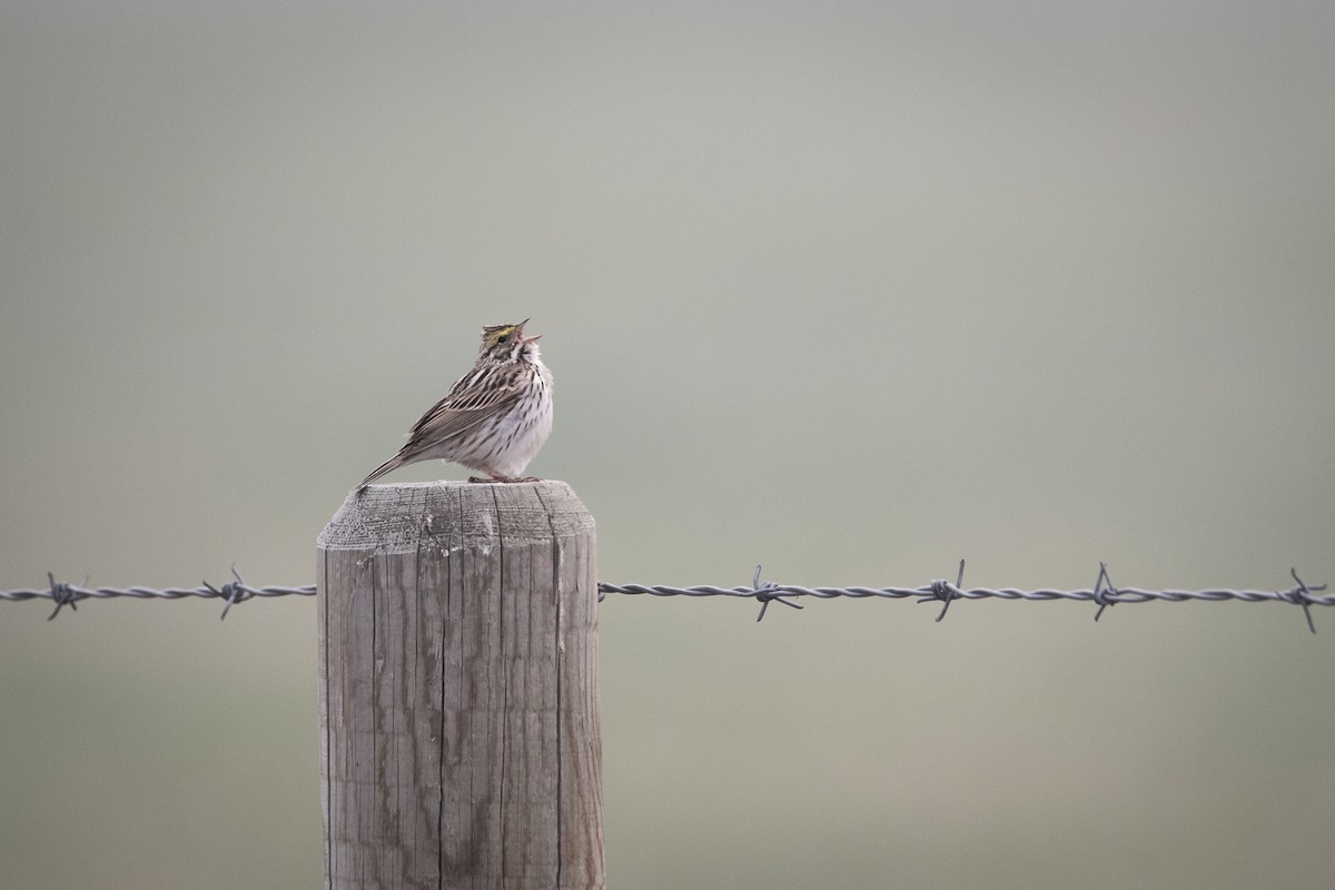 Savannah Sparrow - Jameson Koehn