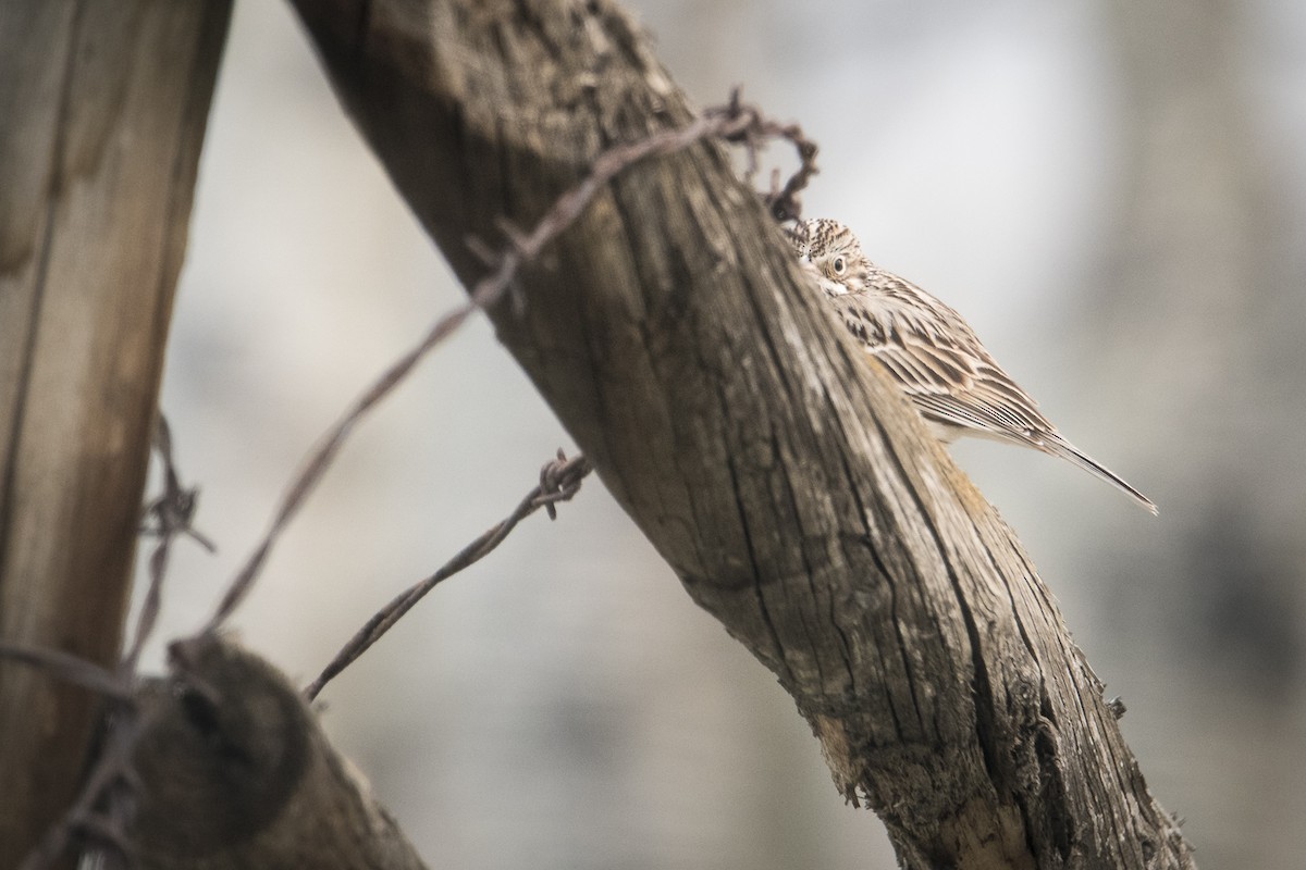 Vesper Sparrow - Jameson Koehn