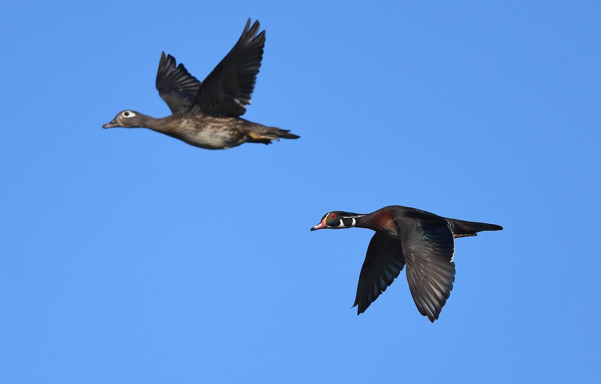 Wood Duck - ML619540278