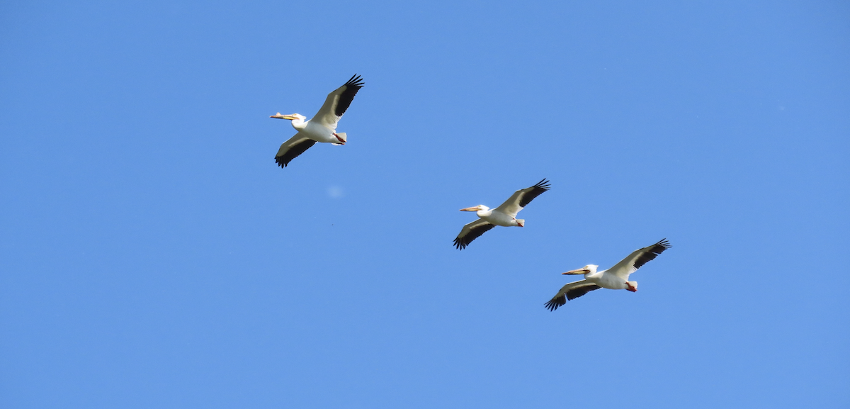 American White Pelican - Angie Trumbo