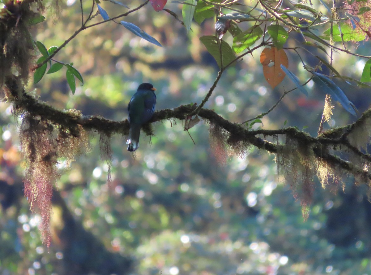 Masked Trogon - Hugo Foxonet