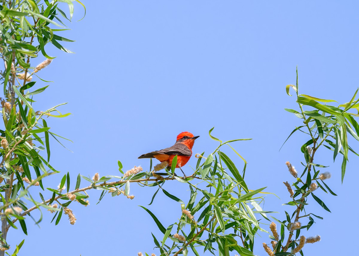 Vermilion Flycatcher - Joe Ventimiglia