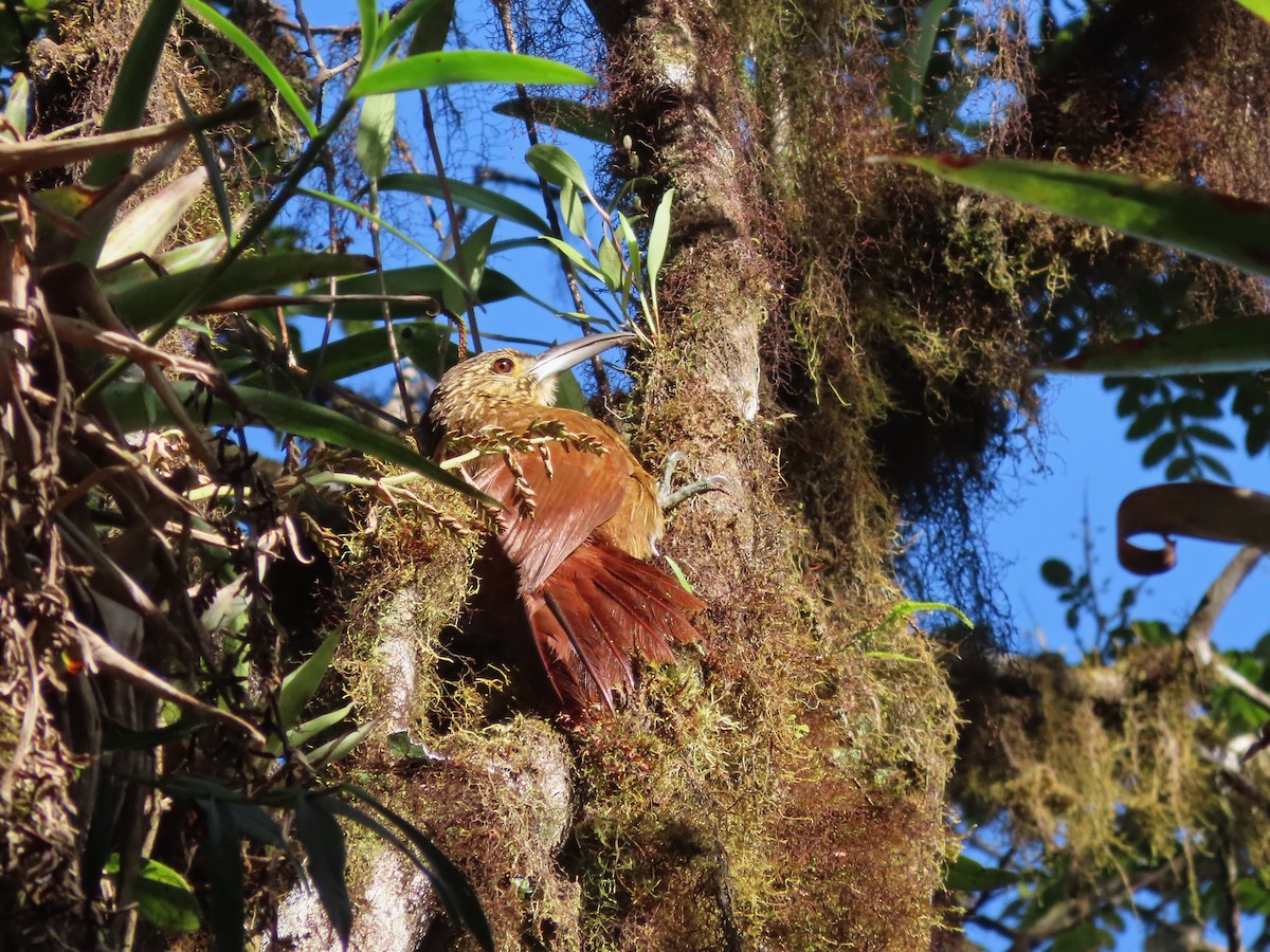 Strong-billed Woodcreeper - Hugo Foxonet