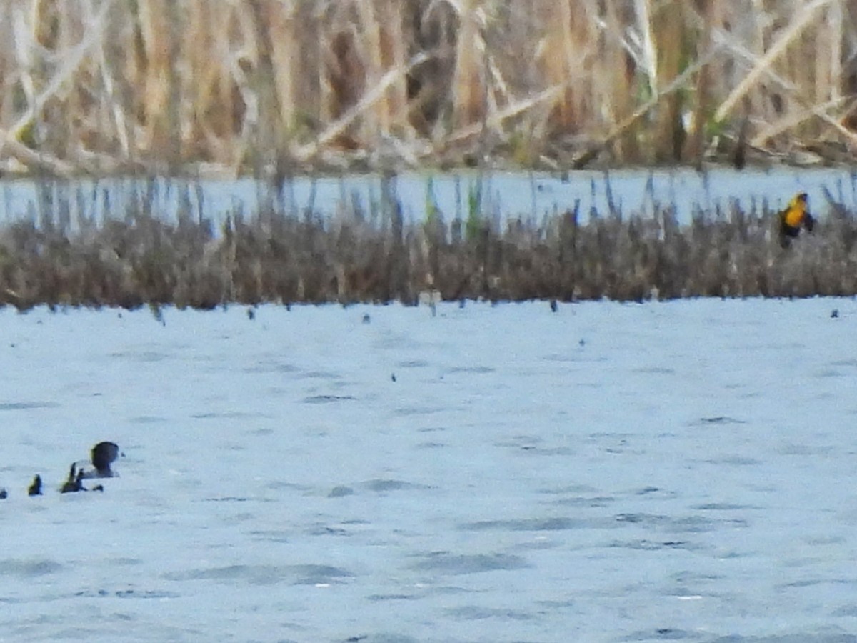 Pied-billed Grebe - Sue Ascher