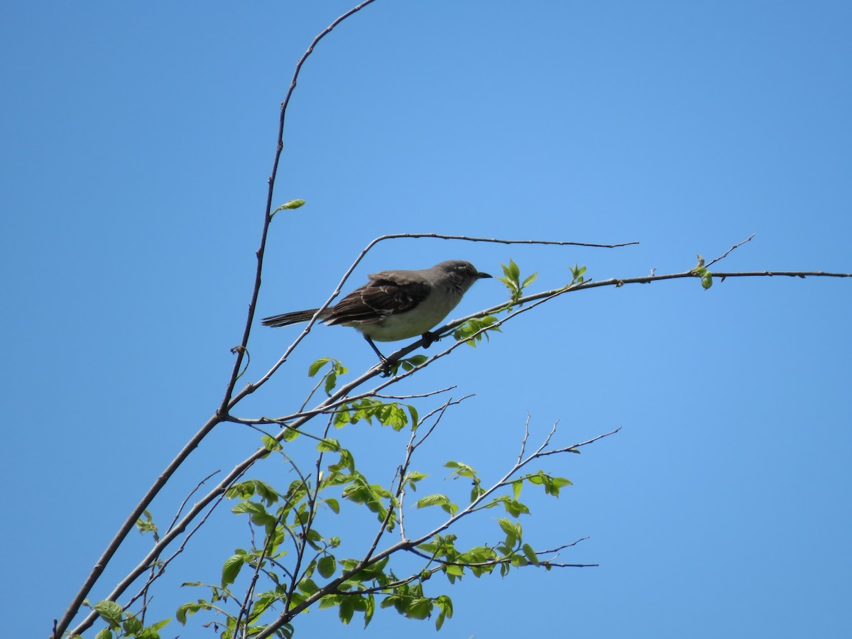 Northern Mockingbird - Christine W.