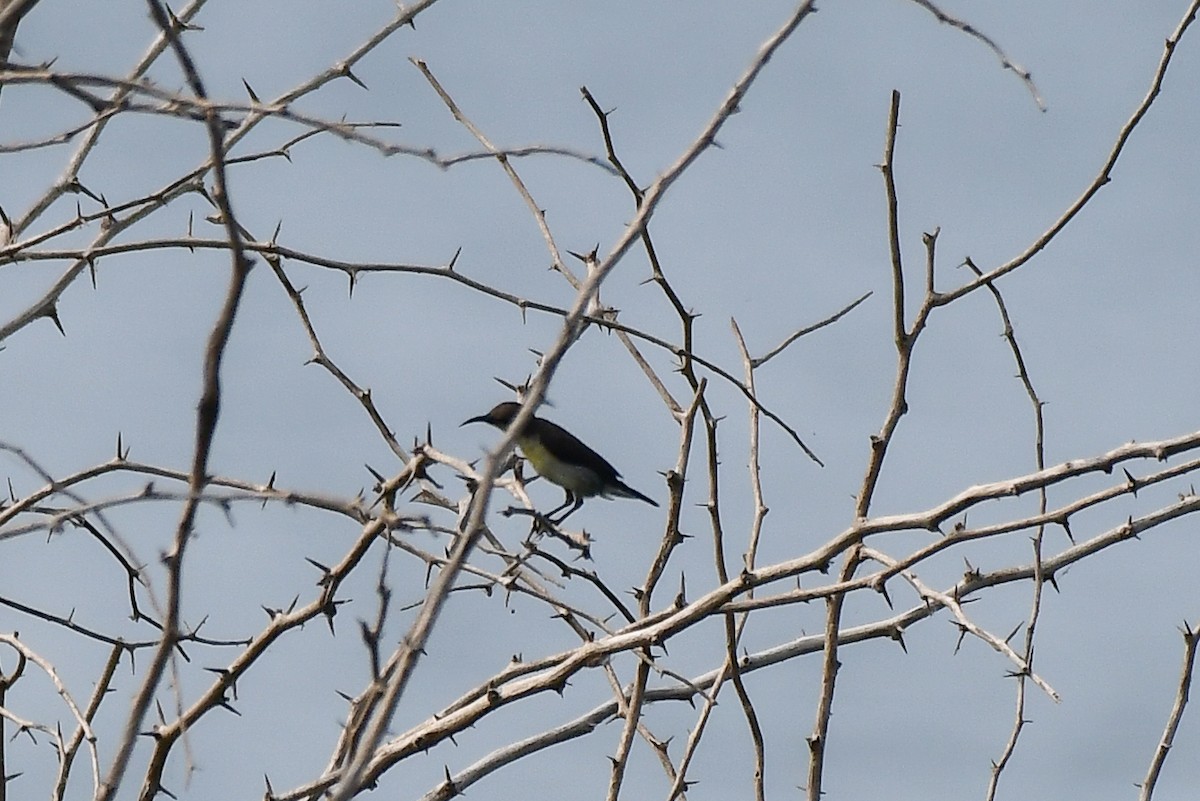 Purple-rumped Sunbird - ML619540321