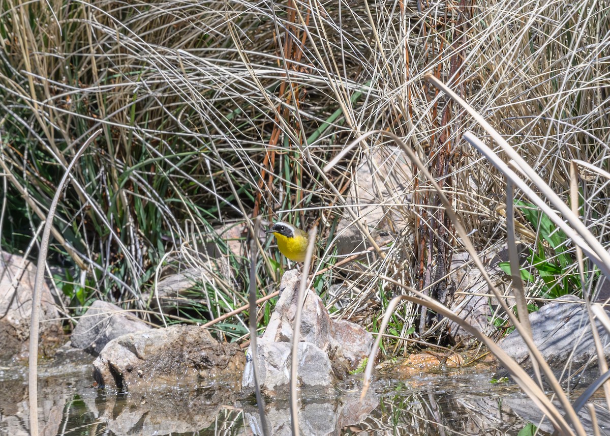 Common Yellowthroat - Joe Ventimiglia