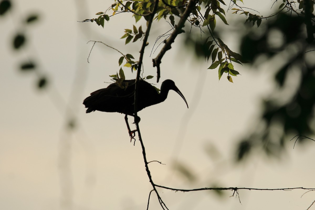 Ibis à face nue - ML619540328