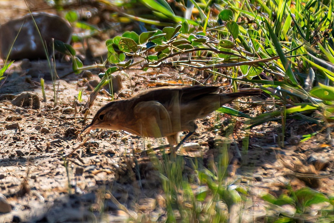 Rufous Hornero - Kurt Gaskill