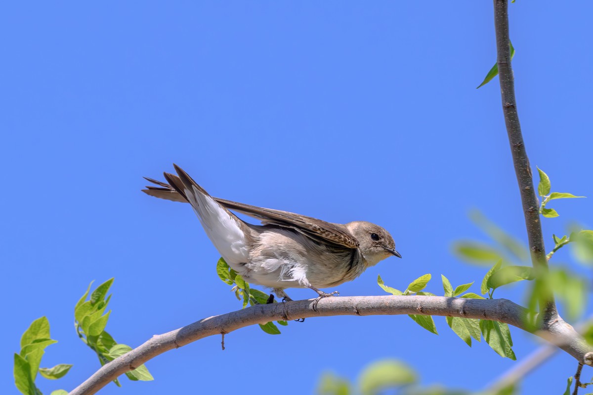 Northern Rough-winged Swallow - Joe Ventimiglia