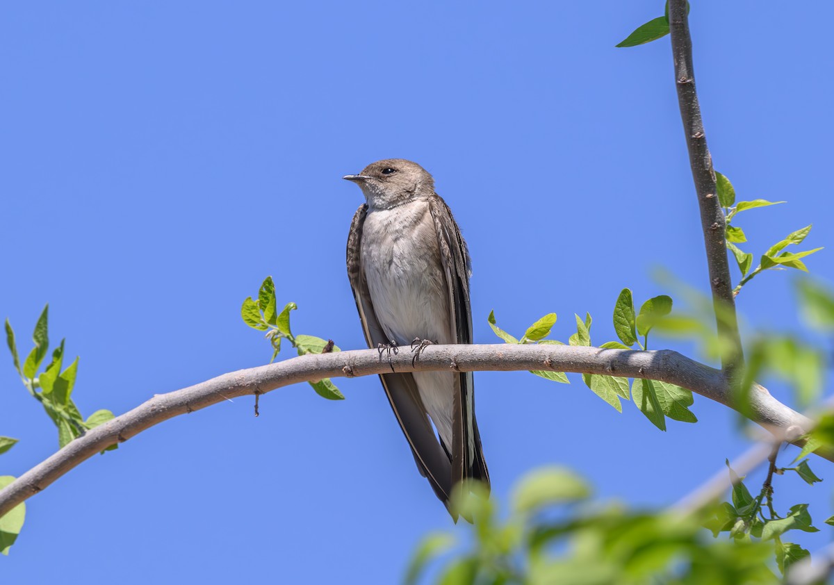 Northern Rough-winged Swallow - Joe Ventimiglia