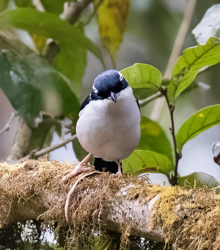 White-browed Shrike-Babbler (Chestnut-winged) - Peter Seubert
