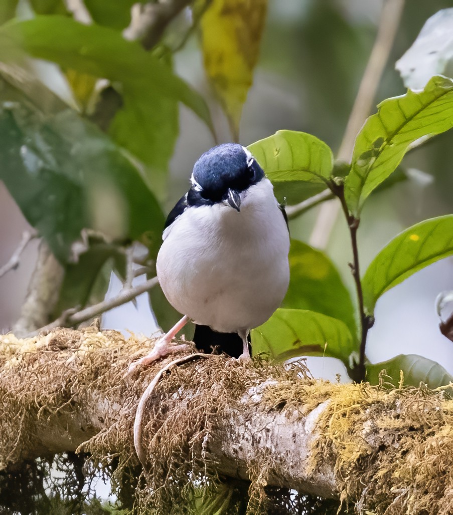 White-browed Shrike-Babbler (Chestnut-winged) - ML619540334