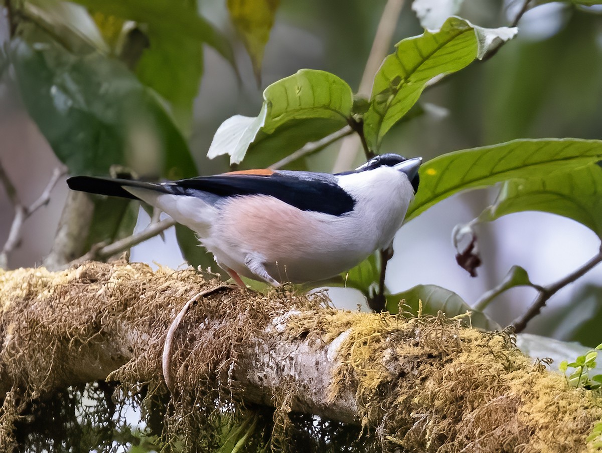 White-browed Shrike-Babbler (Chestnut-winged) - Peter Seubert