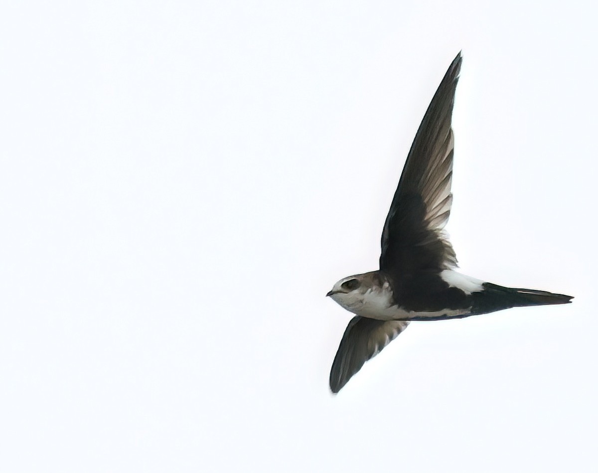 White-throated Swift - Sally Veach