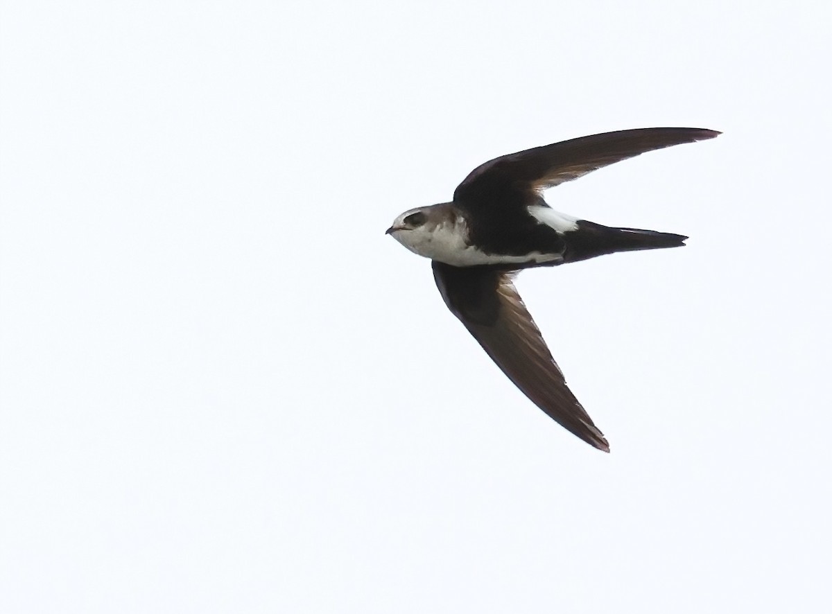 White-throated Swift - Sally Veach