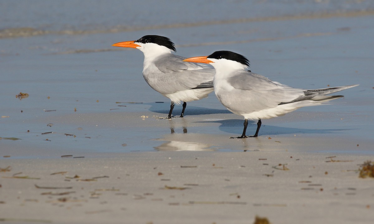 Royal Tern - Adrián Braidotti