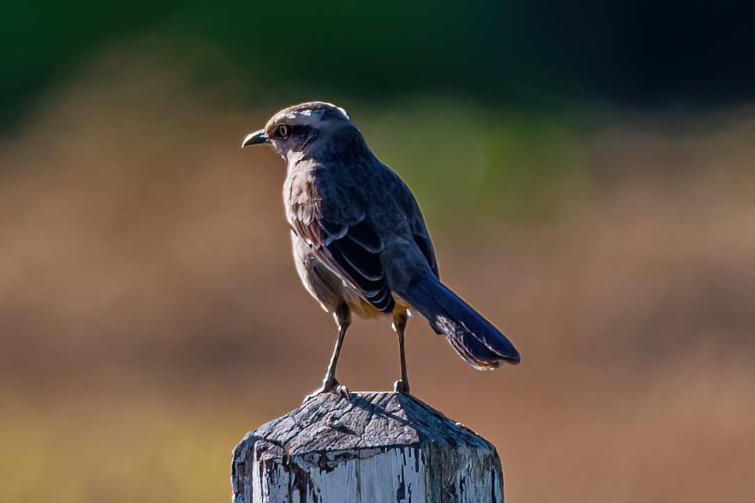 Chalk-browed Mockingbird - Kurt Gaskill