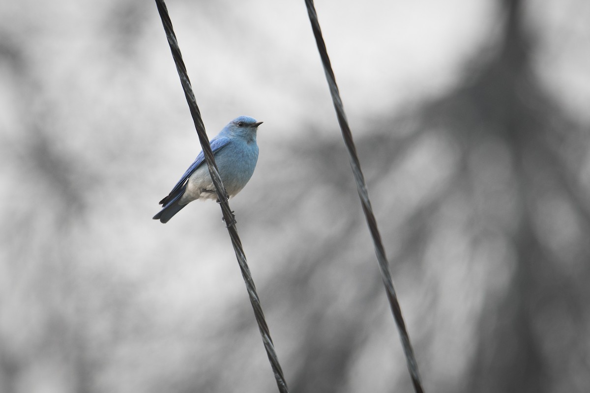 Mountain Bluebird - Jameson Koehn