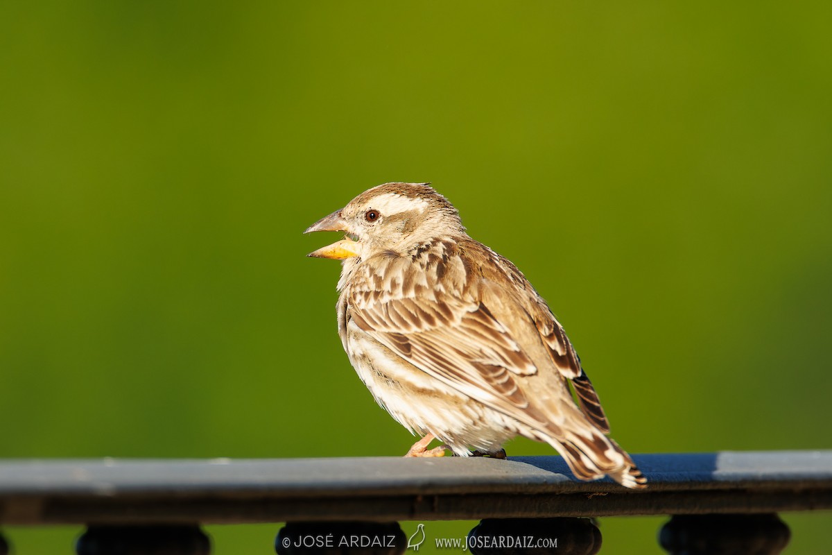 Rock Sparrow - José Ardaiz Ganuza