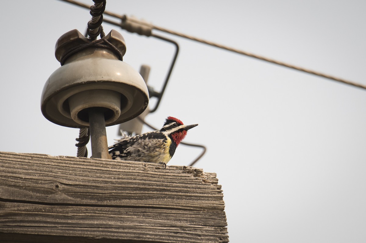 Yellow-bellied Sapsucker - Jameson Koehn