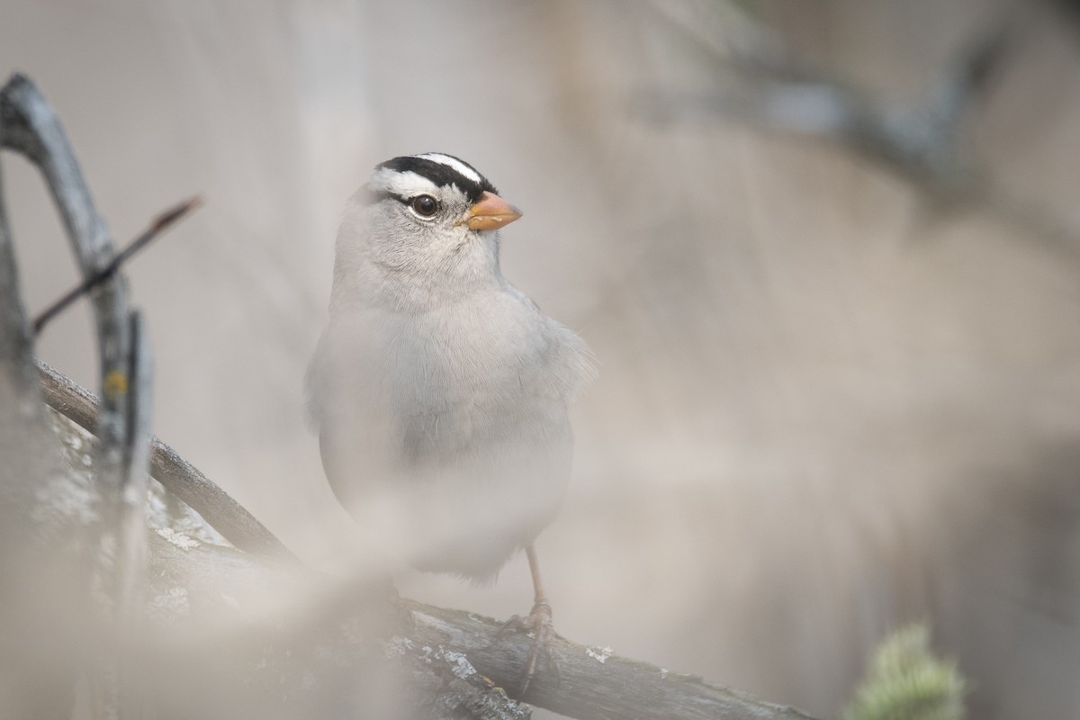 White-crowned Sparrow - Jameson Koehn