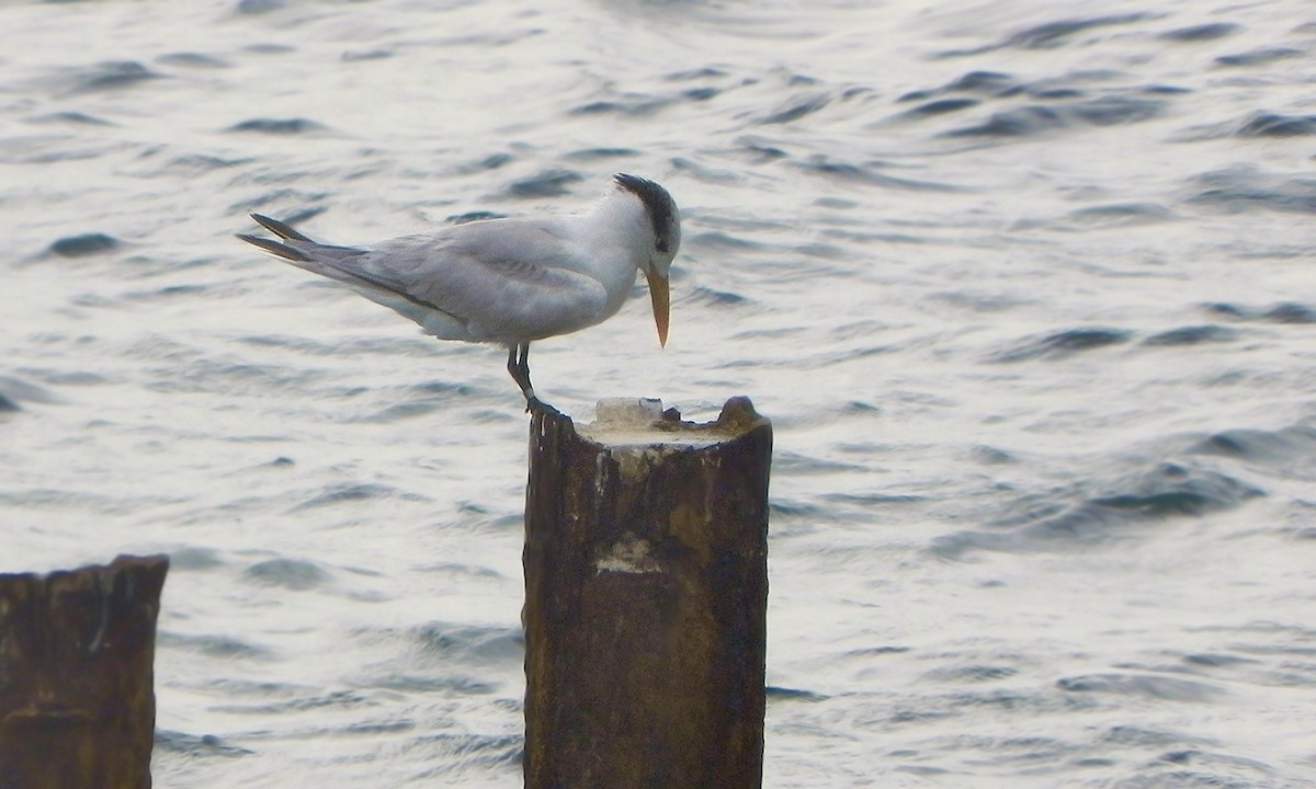 Royal Tern - Adrián Braidotti