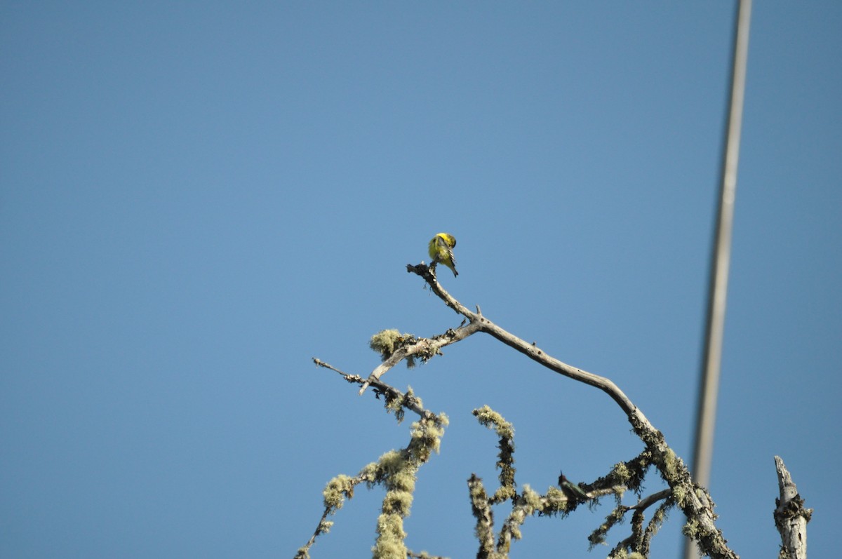 Lesser Goldfinch - Samuel Rodgers