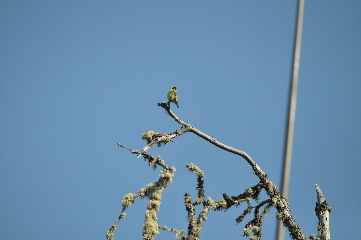 Lesser Goldfinch - Samuel Rodgers