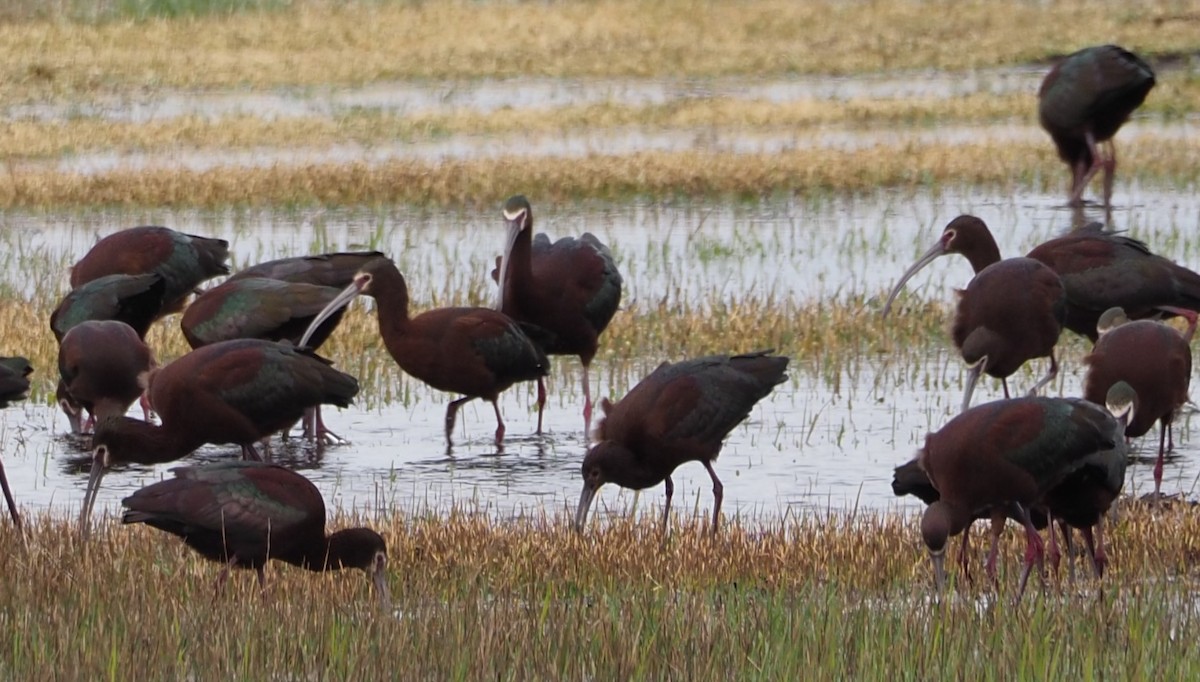 White-faced Ibis - Dick Cartwright