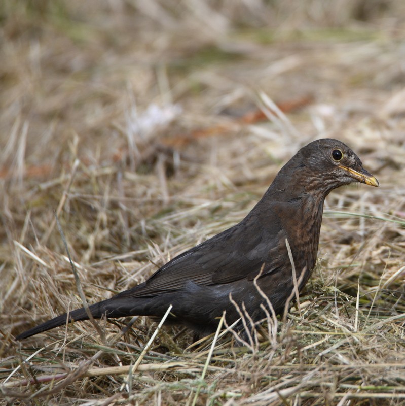 Eurasian Blackbird - Jos Simons
