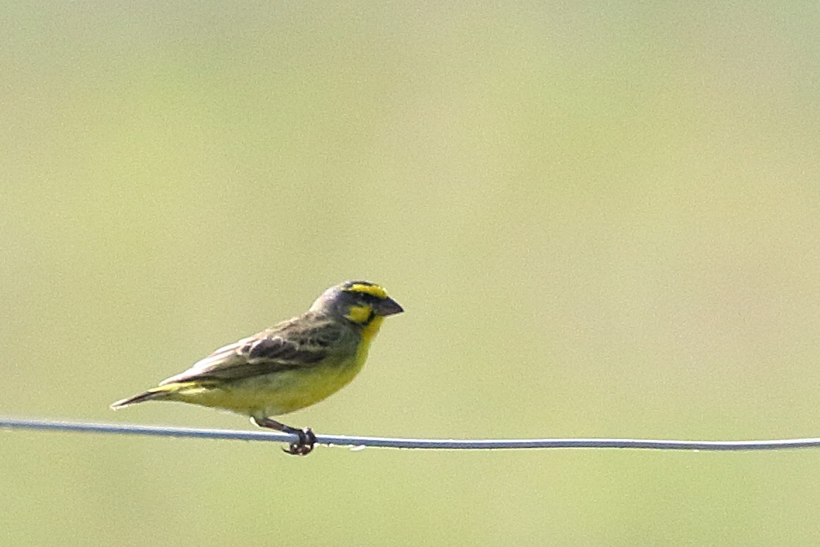 Yellow-fronted Canary - Zbigniew Swiacki