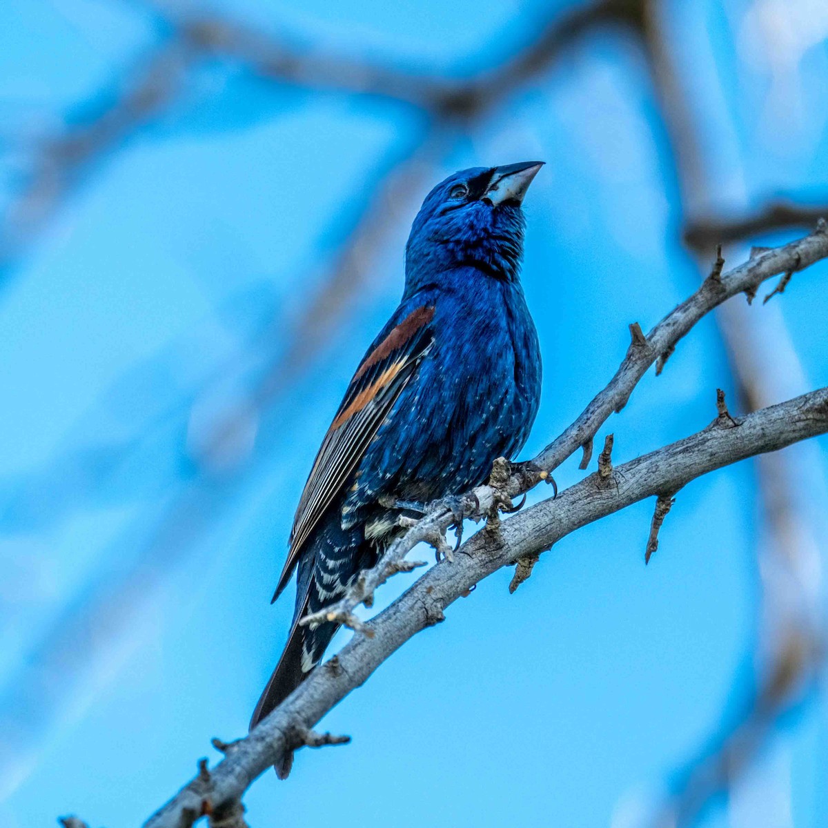 Blue Grosbeak - Greg Shott