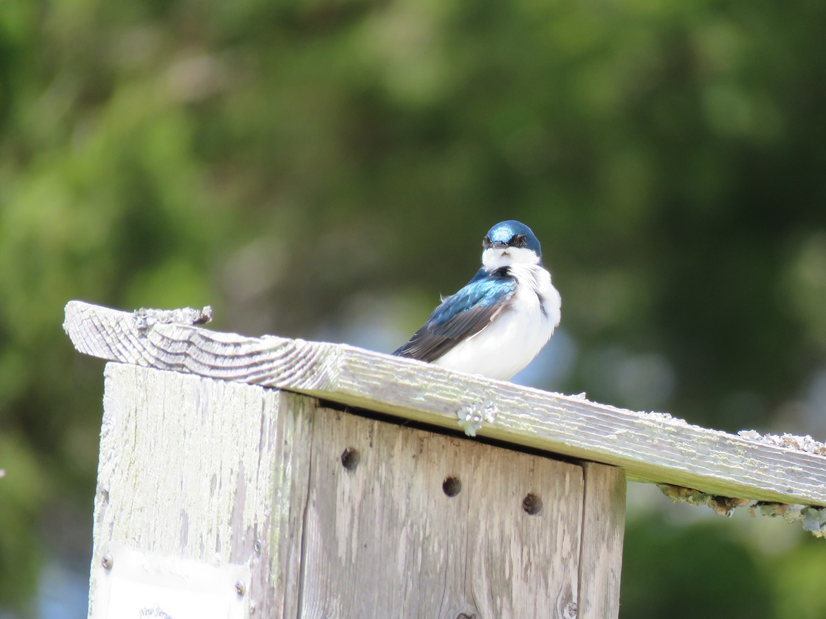 Tree Swallow - Christine W.