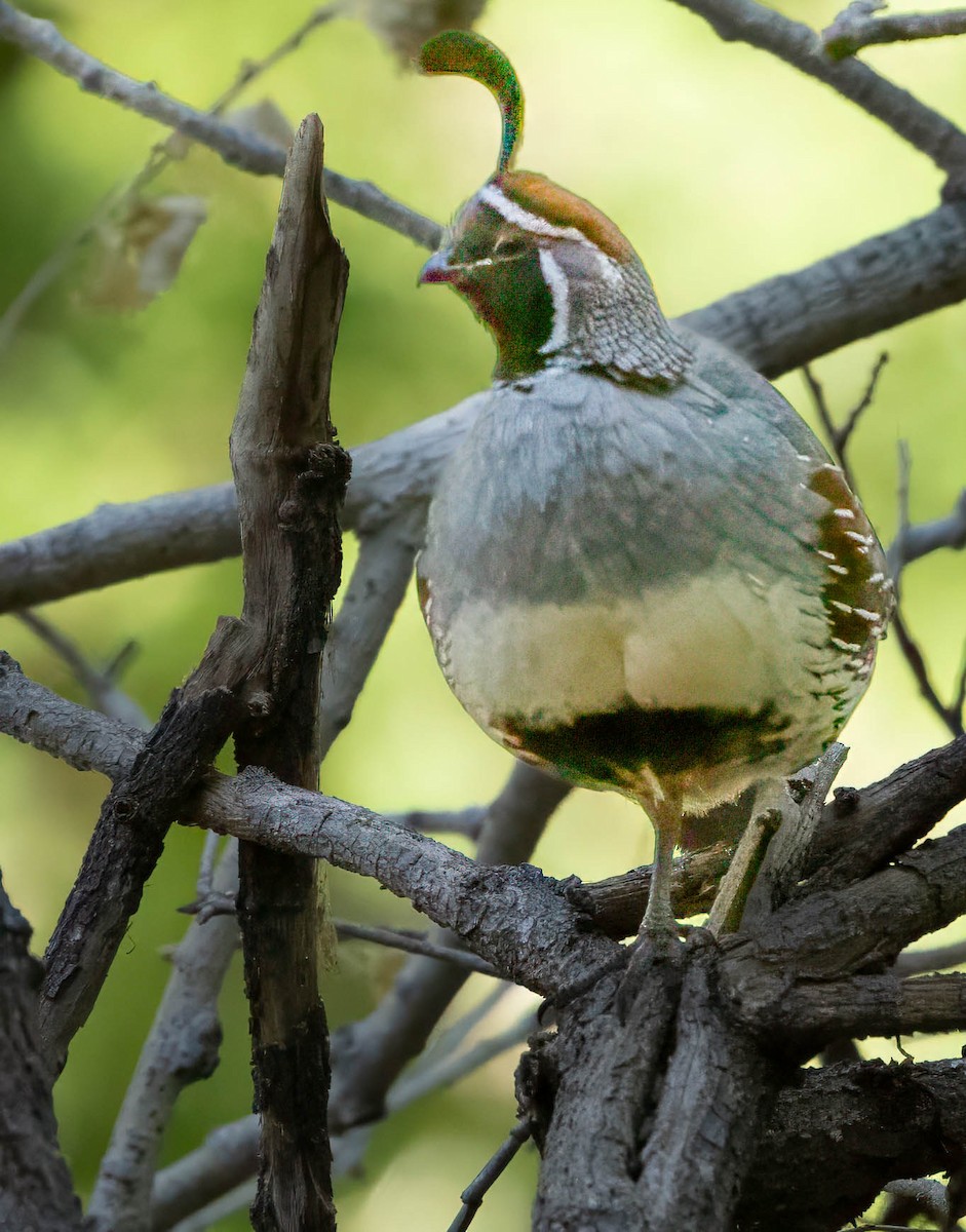 Gambel's Quail - Howard Cox