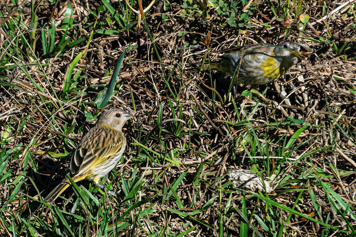 Saffron Finch - Kurt Gaskill