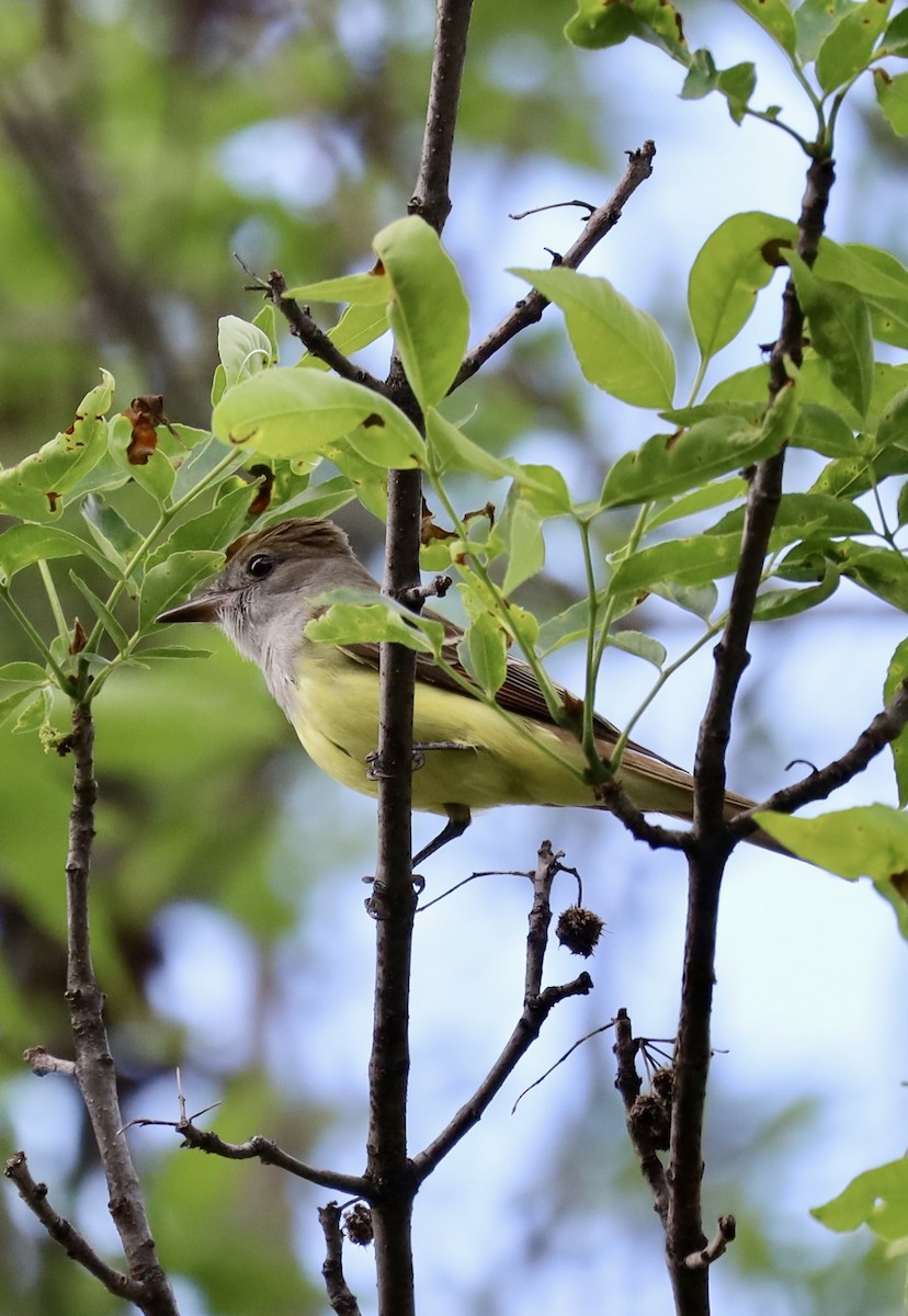 Great Crested Flycatcher - Ben Breyette