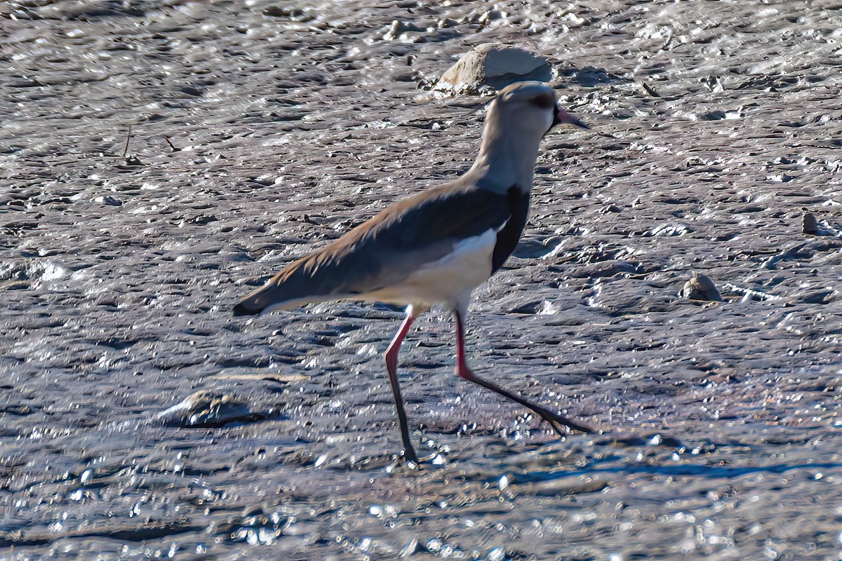 Southern Lapwing - Kurt Gaskill