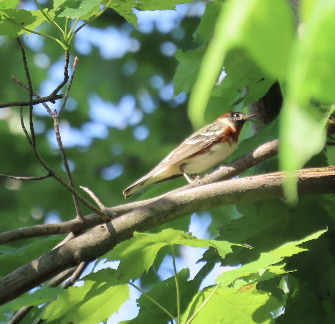 Bay-breasted Warbler - ML619540397