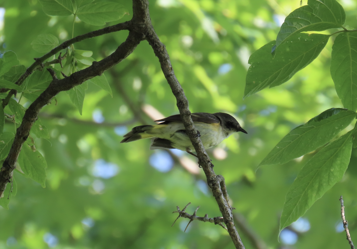 American Redstart - Angie Trumbo