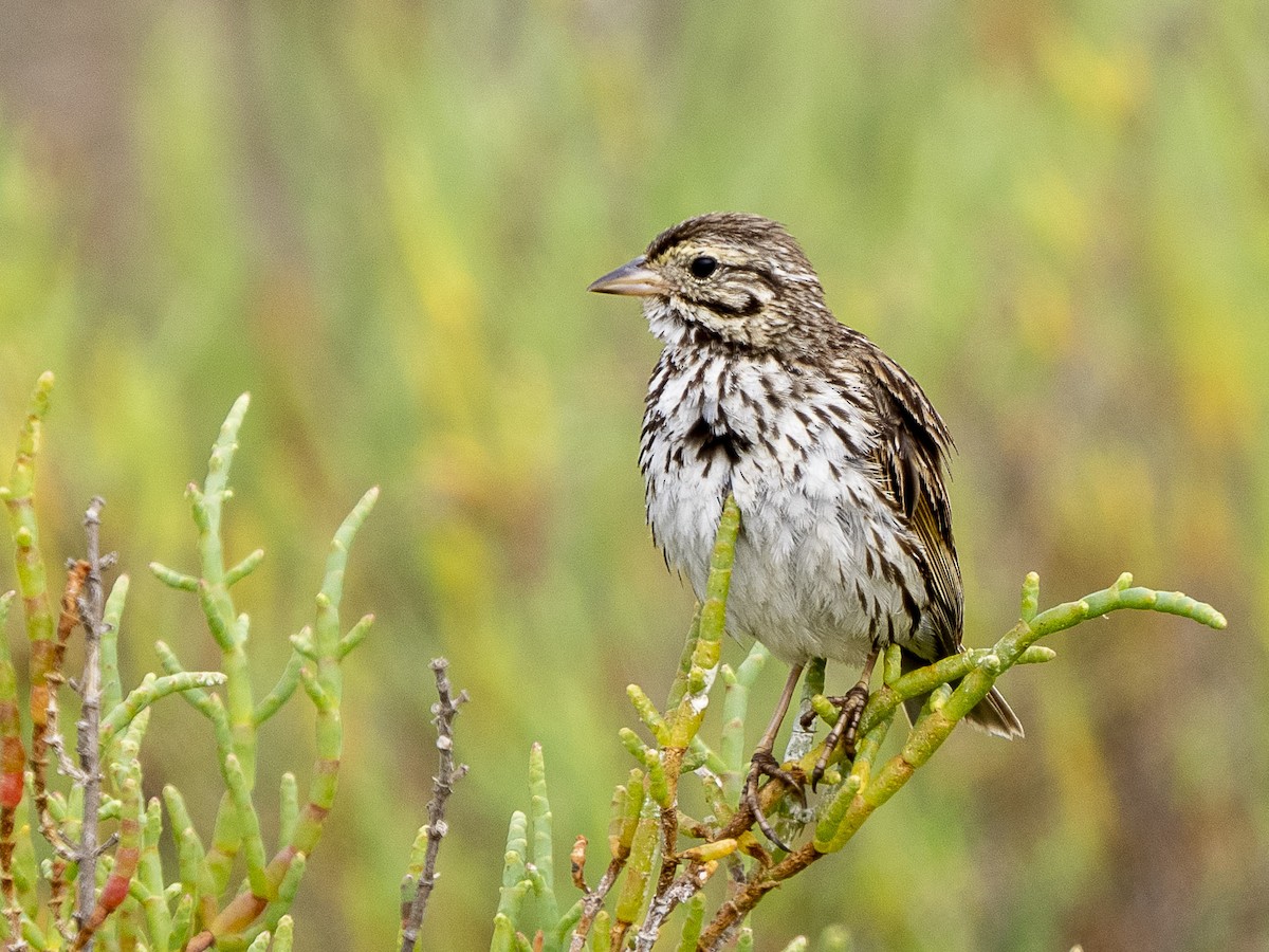 Savannah Sparrow (Belding's) - ML619540405