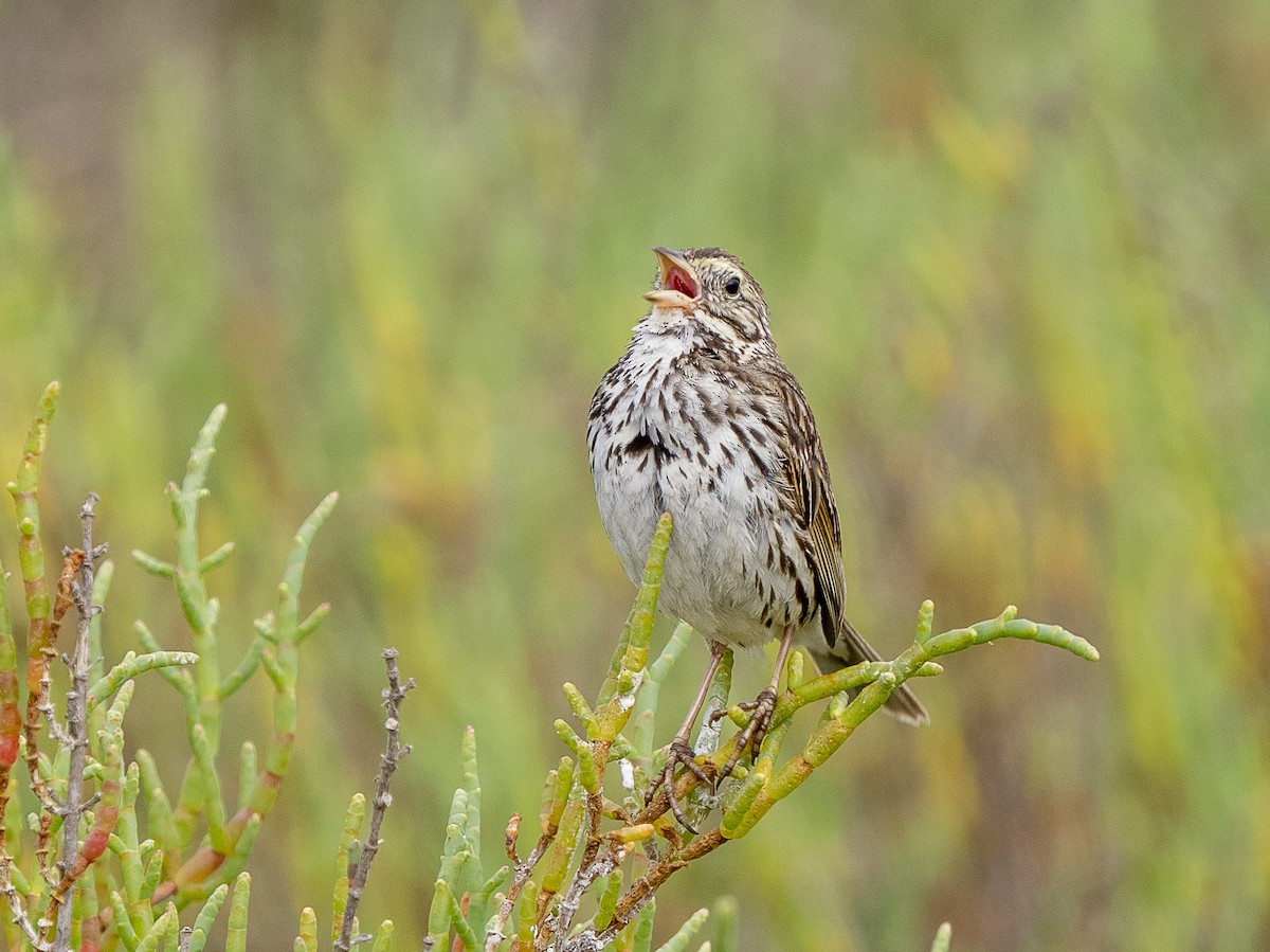 Savannah Sparrow (Belding's) - Steven Hunter