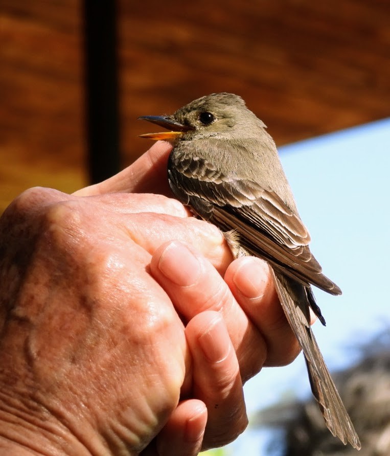 Western Wood-Pewee - patricia kuzma sell