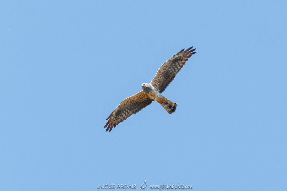 Montagu's Harrier - José Ardaiz Ganuza