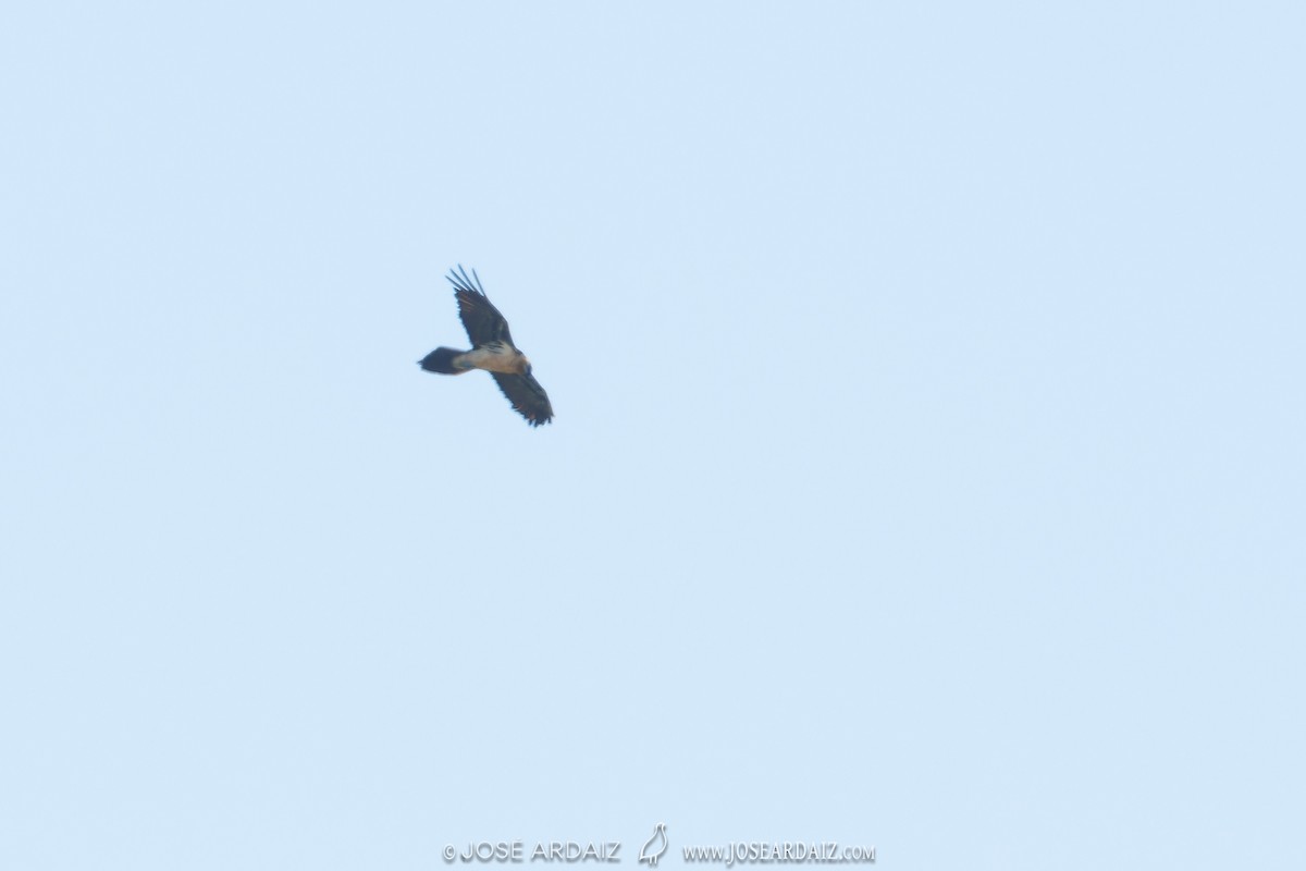 Bearded Vulture - José Ardaiz Ganuza