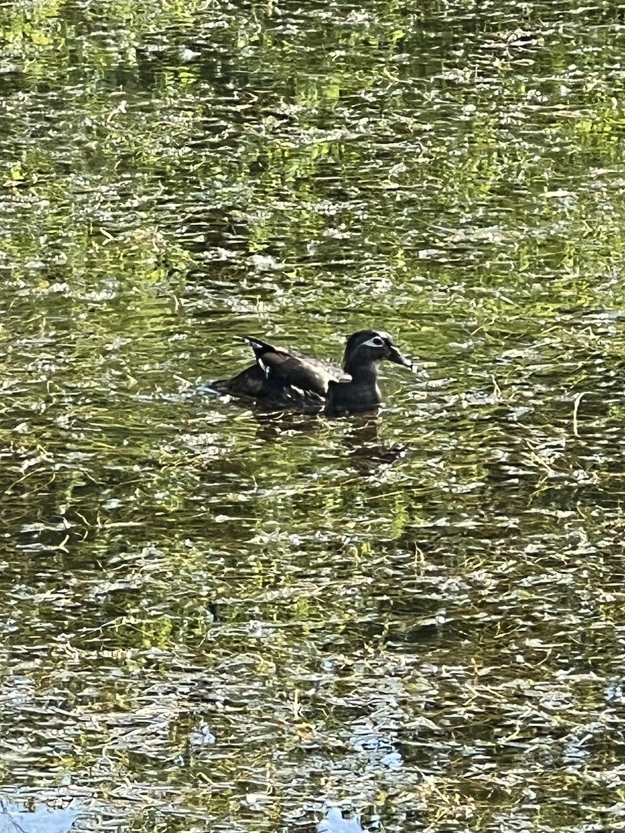 Wood Duck - ML619540414